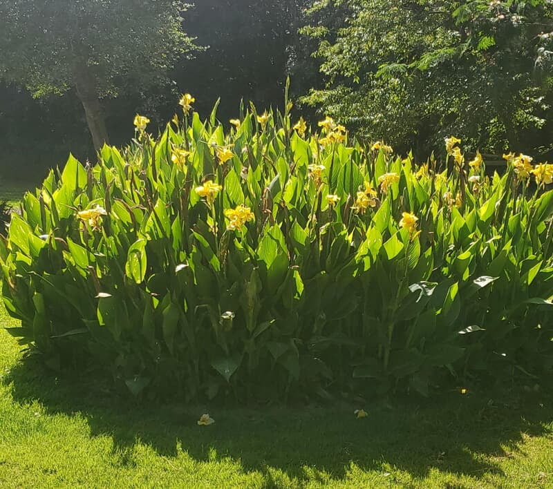 Canna Lilly