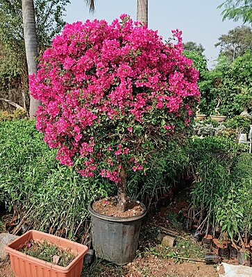 Bougainvillea plant