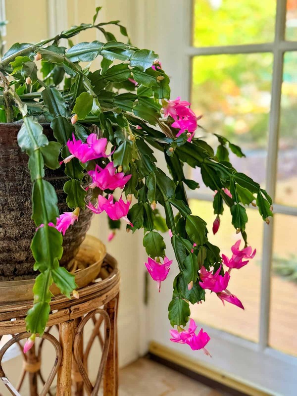 Christmas cactus flowering plant