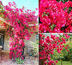 Bougainvillea plant