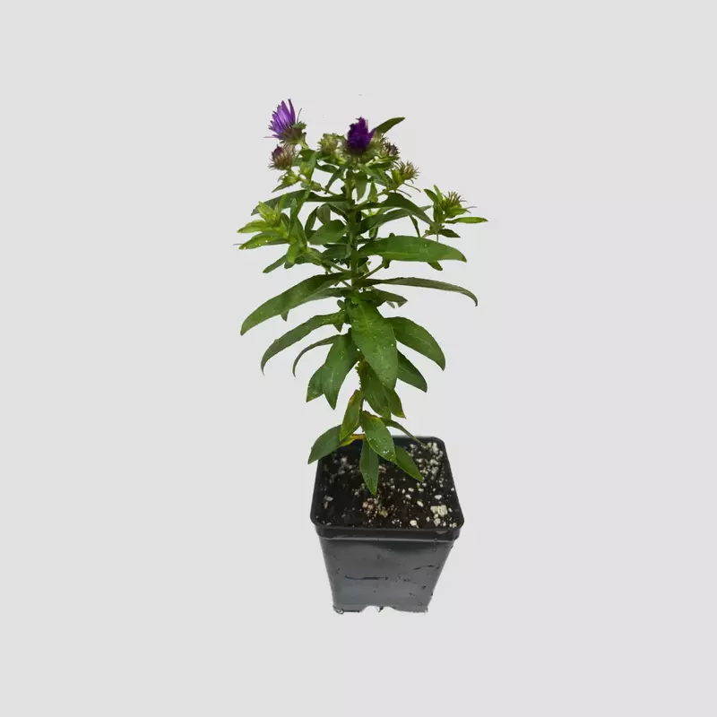 Aster Plant