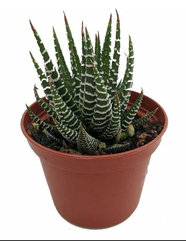 Dwarf zebra plant